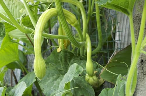 Buy4Seeds Climbing Italian Squash and COURGETTE - TROMBETTA D'ALBENGA - 24 Seeds Easy to Grow