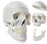 Crâne humain, modèle adulte anatomique grandeur nature avec tête de mort...