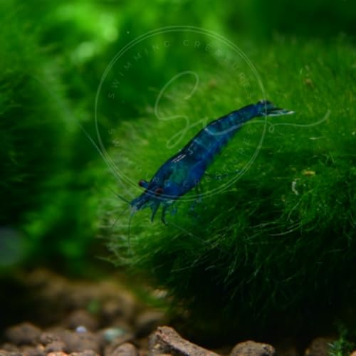 Image of Swimming Creatures Freshwater Aquarium Shrimp - A Perfect Combo to Brighten Your Aquarium! (20 Blue + 1 Mystery Snail) (Pomacea bridgesii)