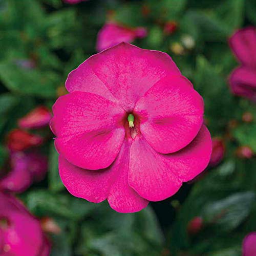 Park Seed Impatiens Florific Violet