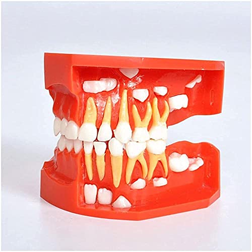 Modèle dentaire d'apprentissage avec alternance de dents de lait et définitives