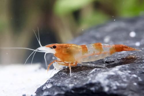 5 Stück Orange Rili Zwerggarnelen Neocaridina davidi/Orange Rili...