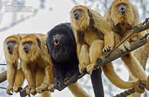 Monkeys: Apes, Gorillas and other Primates (Animals in Photographs) - Thumbnail 7