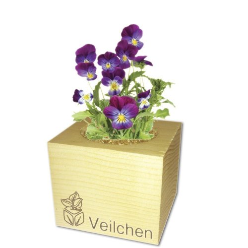 FEEL GREEN ecocube Holzwürfel - Margarite - Image 5