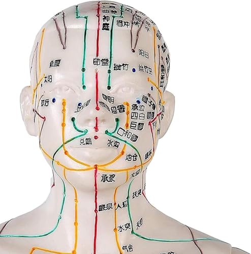 Mannequin de point corporel MTC de 50cm pour formation au massage - 3
