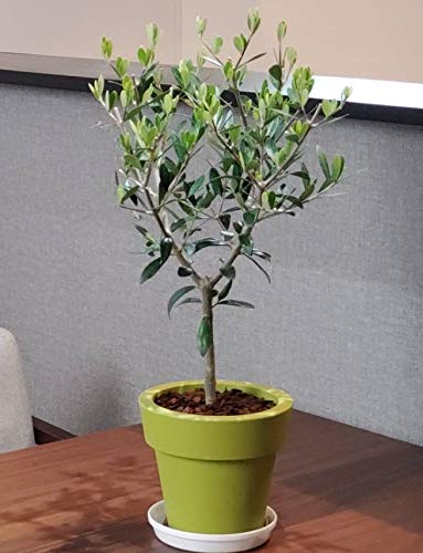 5月8日出品終了 姫オリーブ オリーブの木 姫オリーブ 植物 盆栽 インテリア