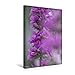 Produktbild Premium Textil-Leinwand 30 x 45 cm Hoch-Format Blutweiderich | Wandbild, HD-Bild auf Keilrahmen, Fertigbild auf hochwertigem Vlies, Leinwanddruck von Ulrike Adam