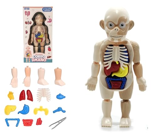 Modelo de cuerpo humano para niños modelo anatómico del cuerpo humano juegos educativos niños estudiar anatomía humana modelo del cuerpo 3D órganos extraíbles modelo realista pantalla de anatomía