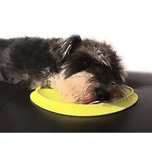 Forty Sycamore! Flying Dog Frisbee Lightweight Material Perfect for Small Dog Breeds and Pets | Interactive Flying Disc for Pups 7”, Yellow