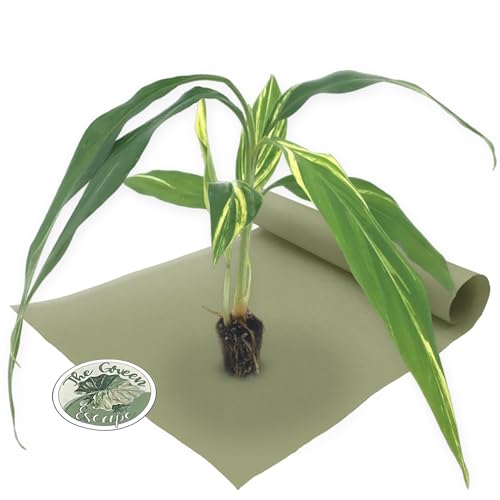 Variegated Ginger ”Alpina Zerumbet” Starter Plant