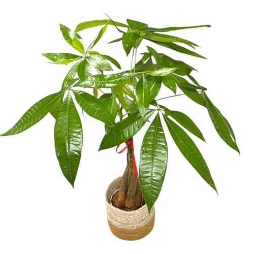 Image of Money Tree Live Plant | 14-22 Inches Tall Bonsai | Easy to Grow Indoor Houseplant | Home, Office, or Room Decor | Birthday, Housewarming Gift (Brown Jute)