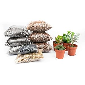DIY Succulent open terrarium kit XL (Best value) nr.