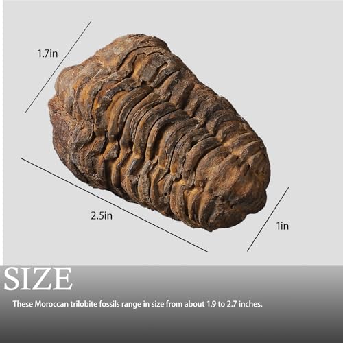Image of Calymene Trilobite Fossil from Morocco, Real Fossils for Adults, Fossil Enthusiasts, Trilobites Fossils Paleontology Gifts for Men Women, Fossil kit Trilobite Specimen with Display Frame & Fact Sheet