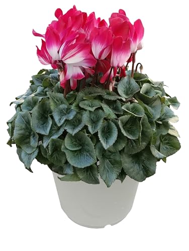 Ԃ̃Mtg VN  NX}X  A a 6 v}[Wbh Ε