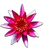 (Nymphaea Gloriosa) Hardy Water Lily Tuber Live Water Plants for Pond Balcony Porch Decorations by Greenpro