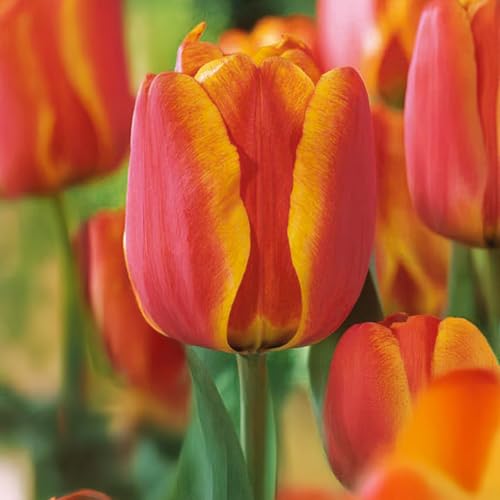 Bulbi di Tulipano DARWIN | Bulbi provenienti dai migliori produttori Olandesi | Esclusiva selezione e controllo qualità | Fioritura garantita dal primo anno. (10 Tulipani Darwin APELDOORN'S ELITE)