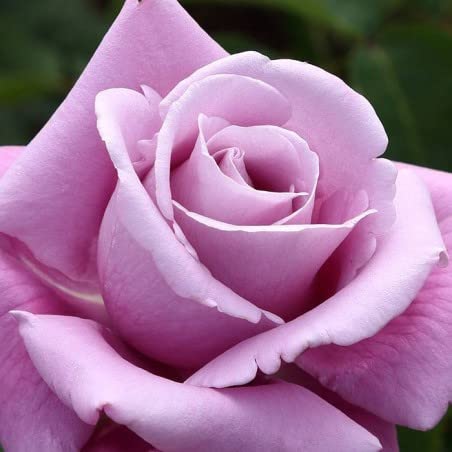 Verdecora Rosal Grandiflora Violeta Charles de Gaulle - Planta Natural con Flor - Rosa Perfumada de plantación Cover