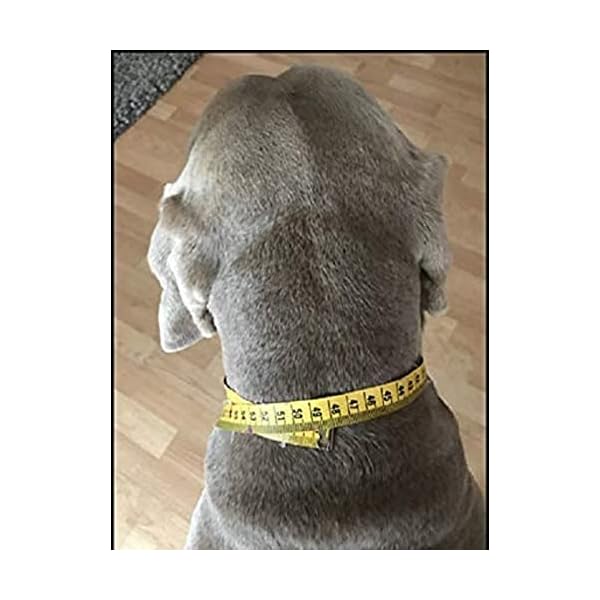Pfoetchen-Welt – Tick collar for dogs. Biological without poison Pfoetchen-Welt – Tick collar for dogs. Biological without poison