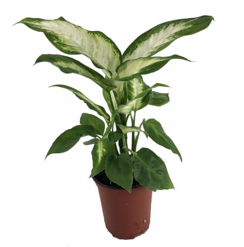 Camille Dieffenbachia - 3.5' Pot