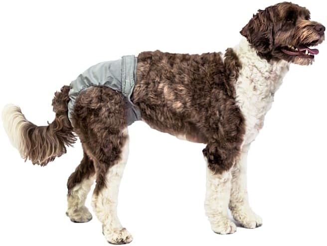 PCH-Reuse DG DIPR XL 55-90LB