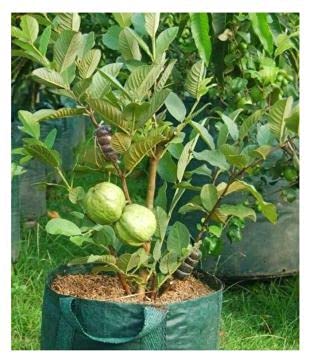 Golden Hills Farm Dwarf Giant White Guava Fruit Plant; 1 Kg guava seeds-Set of 100 seeds (B093QG7XV6) Amazon Price History, Amazon Price Tracker