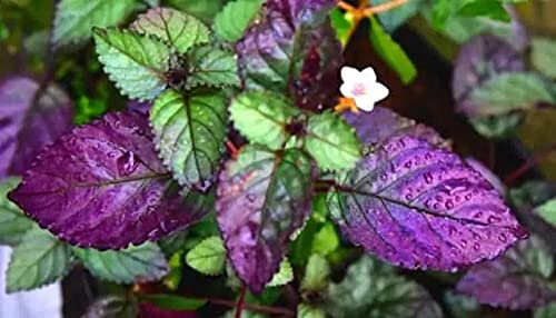 Greenwise Purple waffle Live Plant | Red Flame Ivy Plant | Hemigraphis alternata | Plant with Pot