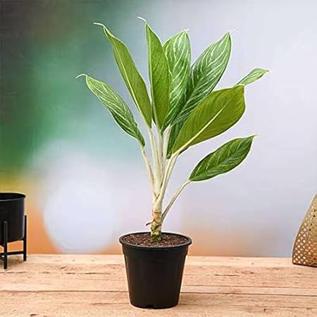 Mphmi Nurseryplant Aglaonema Stripes - Plant