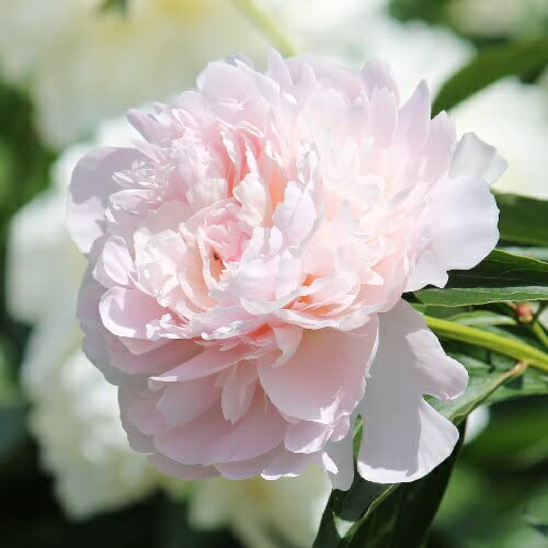 Amazon.co.jp: 芍薬 リリアン 切花向きカラフルコレクション 1株 4号