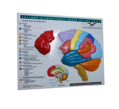 Puzzle d'anatomie du cerveau W. W. Norton maquette zones fonctionnelles pour étudiant en sciences