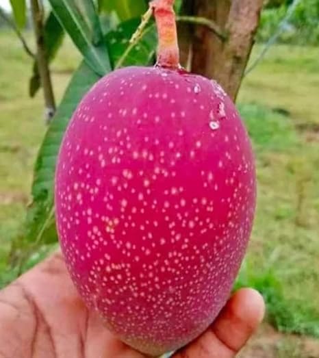 Cloud Farm Original Miyazaki Mango (EGG OF SUN JAPANESE MIYAZAKI MANGO) Healthy hybrid Grafted Plant Healthy Fruit Plant For Home Garden Plant height 1-2 feet Pack of 1 (Fruit After 1 Year),CF_41 (B0D896G53B) Amazon Price History, Amazon Price Tracker