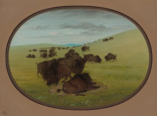 Art mural toile George Catlin un animal se vautrer pour salon 60x90cm