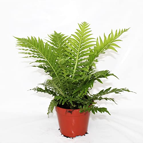 Silver Lady Tree Fern - Live Plant In A 6 Inch Growers Pot - Blechnum Gibbum 'Silver Lady' - Tropical Fern For The Home And Garden #TOP4