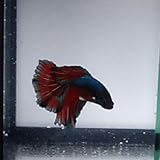 Quinn's Fins- Live Super Delta Betta