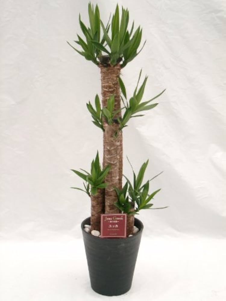ユッカ・エレファンティペス 約1メートル　3個　観葉植物　人気　迫力　植物 ユッカ エレファンティペス 大型 大鉢 10号 観葉植物 寒さに強い