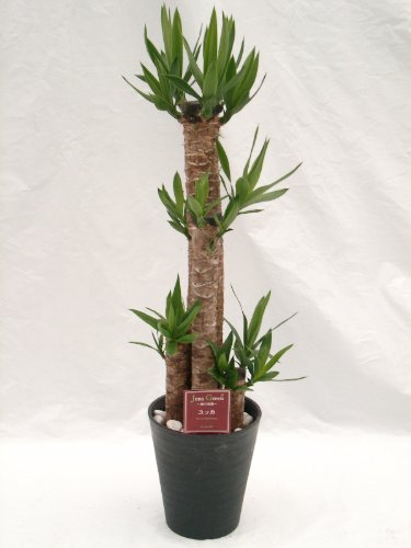 Amazon｜ユッカ・エレファンティペス 8号（8寸鉢） 青年の木と