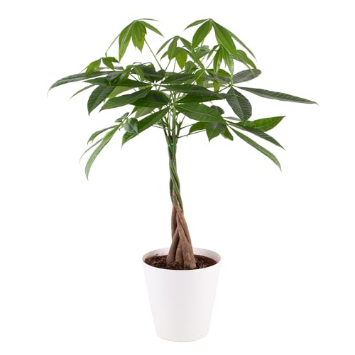 Glückskastanie, Pachira, echte Zimmerpflanze, Topfgröße 17 cm, Höhe circa 60 cm, Zimmerpflanzen für die Wohnung oder das Büro, pflegeleicht, Pflanzenversand