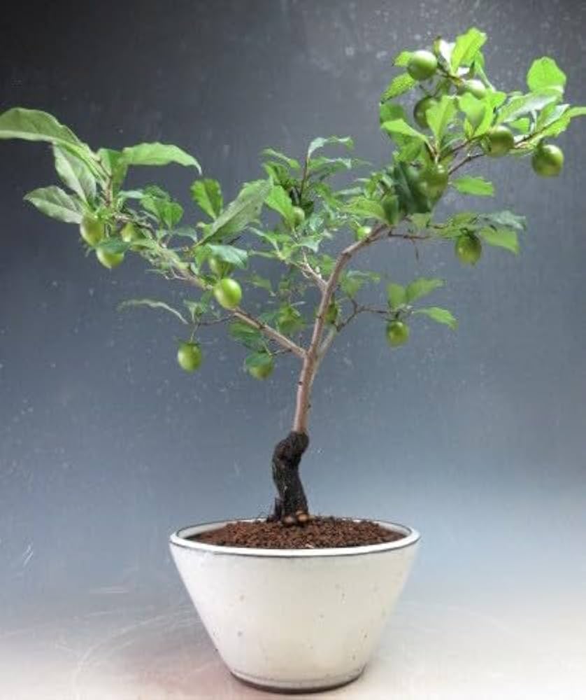 Amazon.co.jp: 盆栽 姫柿 実付き！老爺柿（ロウヤガキ）（紫雲