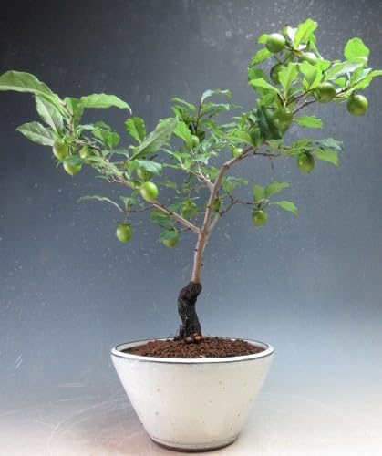 Amazon.co.jp: 盆栽 姫柿 実付き！老爺柿（ロウヤガキ）（紫雲