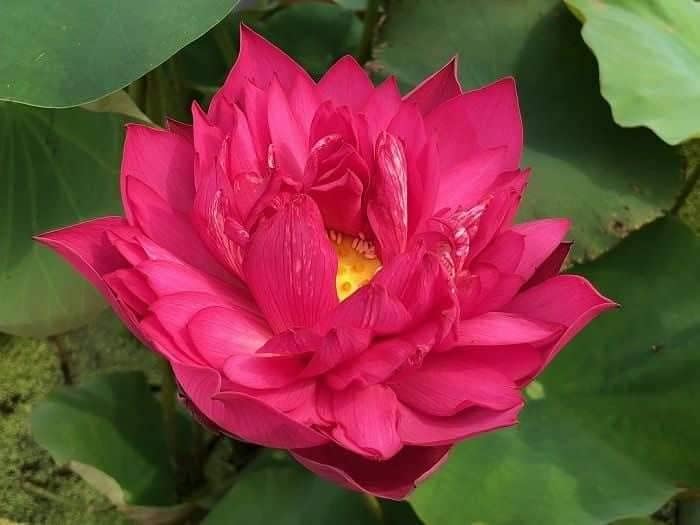 G0 Green Hybrid Lotus Plant for Home Dcor, Pooja | Easy to Grow Tuber | No Seeds Required (Potter Bear)