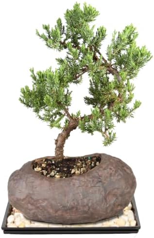 Brussel's Green Mound Juniper Bonsai in Rock Pot - Small (Outdoor) with Humidity Tray & Deco Rock - 2
