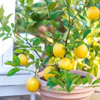 See full amazon price history chart for Lemon Fruit Plant Lemon Fruit Plant (B09PKF38GT) Amazon Price History, Amazon Price Tracker