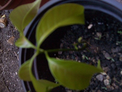 Haden/Keitt/Round Miami Mango Tree Plant Miami Florida Mango Farmer's Market Fruits 10" and up Small Plant