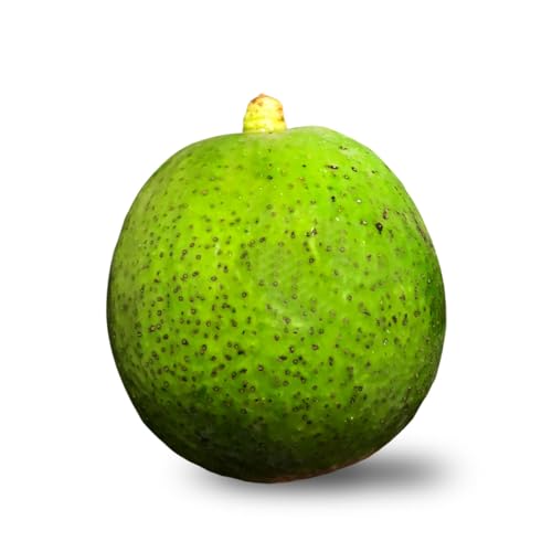 Muda de Abacate Margarida Enxertado