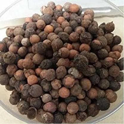 Garden Craft White Sandalwood/Safed Chandan/Santalum Album Seeds (250 Gms 1500 Seeds)