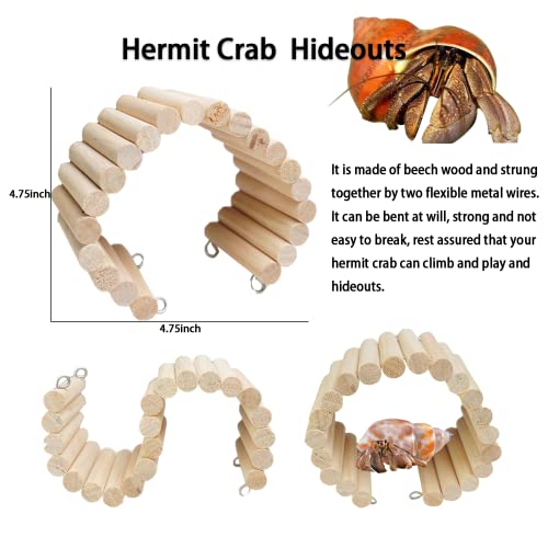 Hermit Crab Shell Large, Medium and Small Natural Growth Turbine Shell Hideout and Artificial Plants Used for Hermit… - Image 4