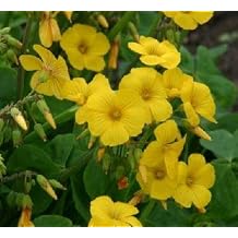 Oxalis valdiviensis 1,000 Seeds