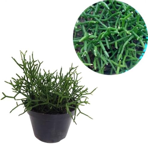 Cacto Macarrão Rhipsalis Baccifera Planta Natural Adulta P10 Deco...