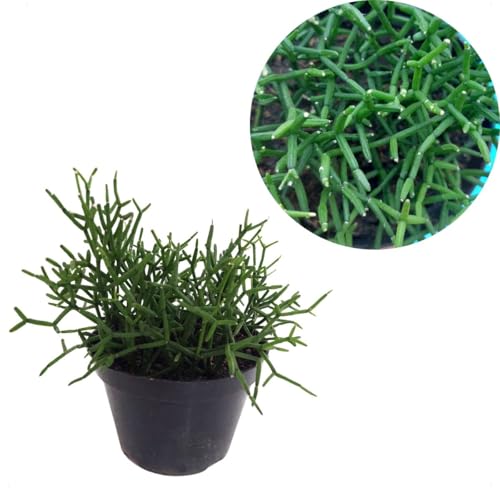Cacto Macarrão Rhipsalis Baccifera Planta Natural Adulta P10 Deco...