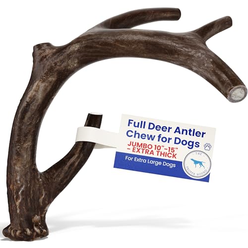The Proper Hound Jumbo Whole Deer Antler - Long Lasting Dog Chew - Real Deer Horns 10 to 15 Inches
