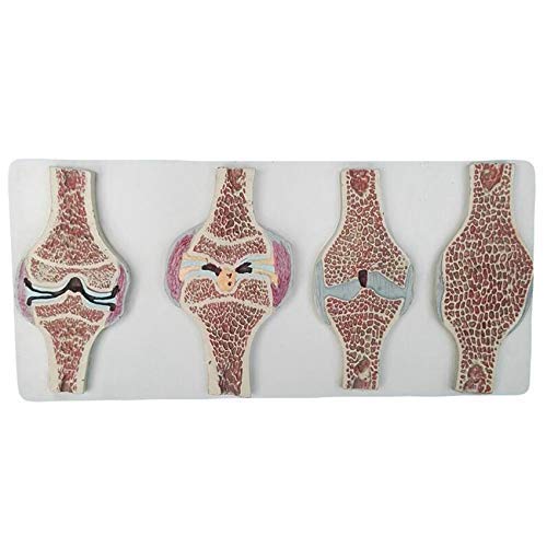 Modelo anatomía Sección articulación Rodilla Humana Modelo anatomía - Modelo anatómico articulación Rodilla Humana Modelo comparativo - Modelo sección sagital articulación Rodilla anatomía Humana m